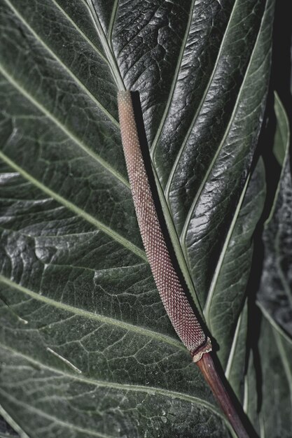 Photo full frame shot of leaf