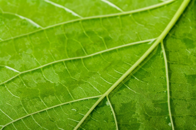 Photo full frame shot of leaf