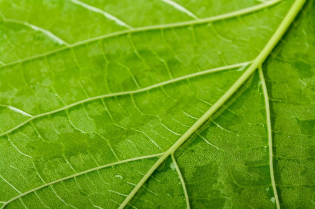 Full frame shot of leaf