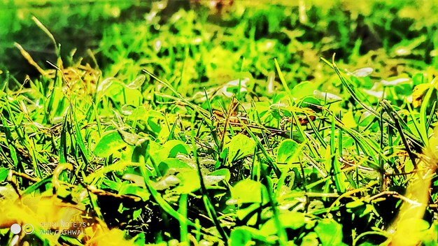 Full frame shot of leaves on field