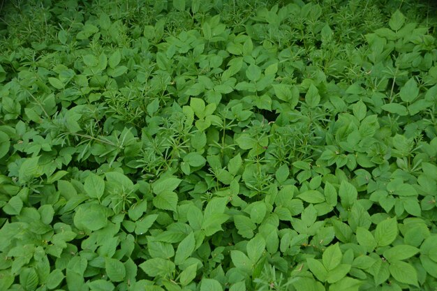 Full frame shot of leaves on field