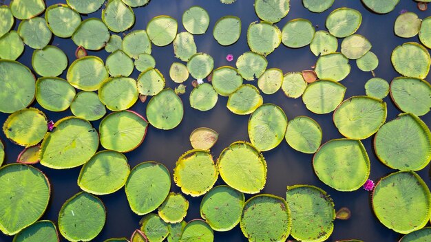 Full frame shot of leaves floating on water