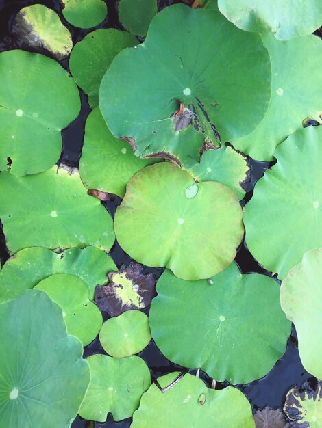 Full frame shot of leaves floating on water