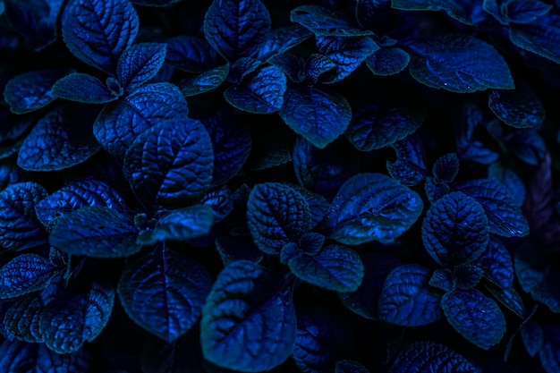 Full frame shot of leaves at night