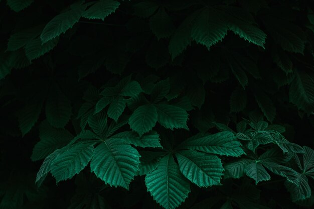 Photo full frame shot of leaves at night