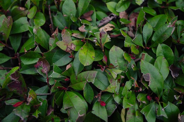 Full frame shot of leaves on plant