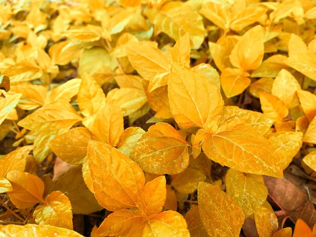 Full frame shot of leaves