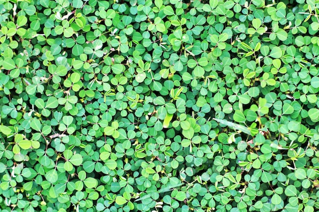 Photo full frame shot of leaves