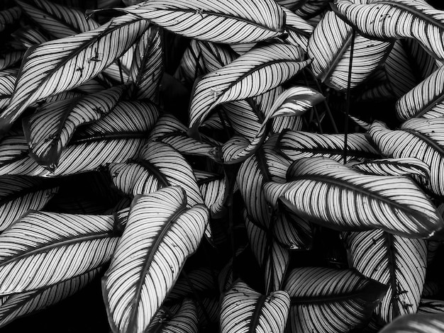 Full frame shot of leaves