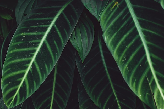 Full frame shot of leaves
