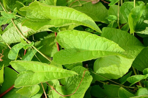 Full frame shot of leaves