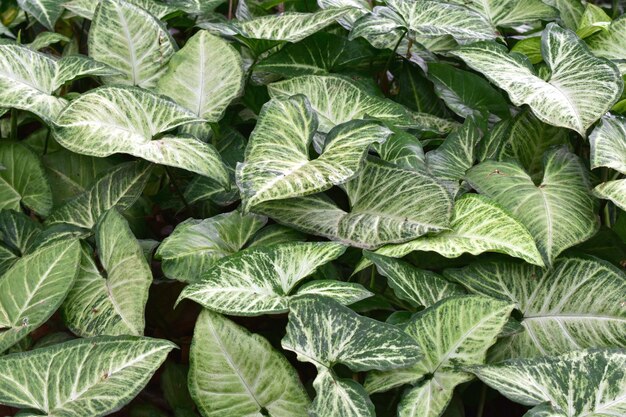 Full frame shot of leaves