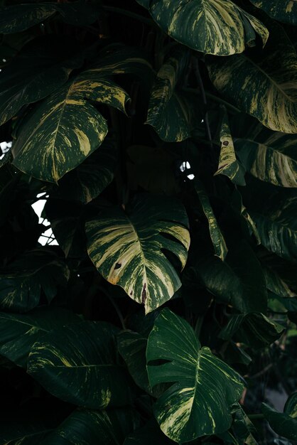 Photo full frame shot of leaves