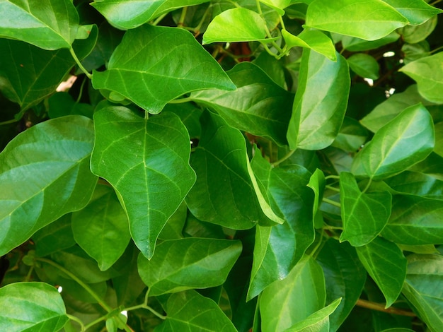 Full frame shot of leaves