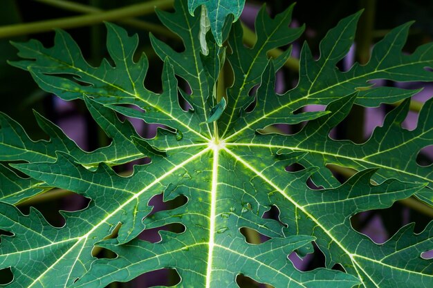 Photo full frame shot of leaves