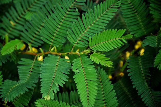 Photo full frame shot of leaves