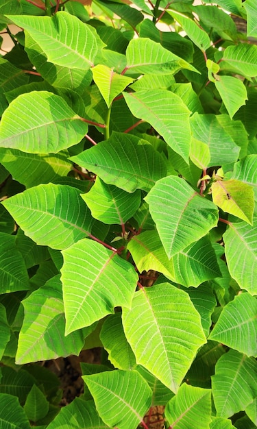 Full frame shot of leaves