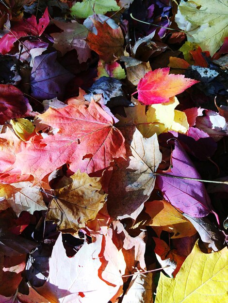 Full frame shot of leaves