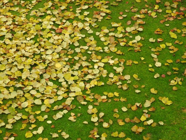 Full frame shot of leaves