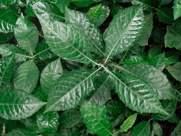 Full frame shot of leaves