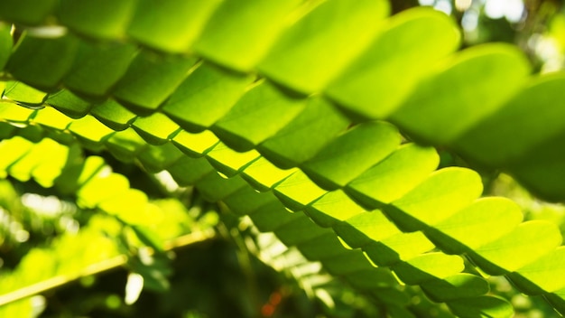 Full frame shot of leaves