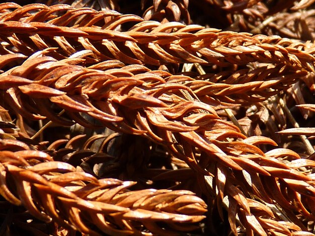 Full frame shot of leaves