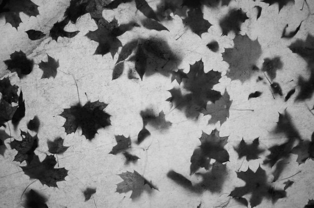 full frame shot of leaves