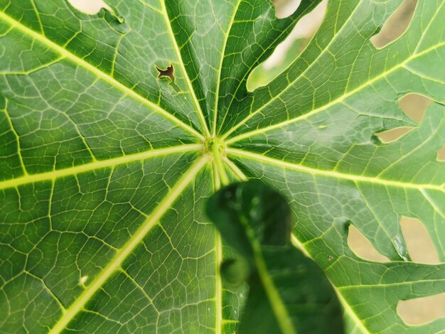 Full frame shot of leaves