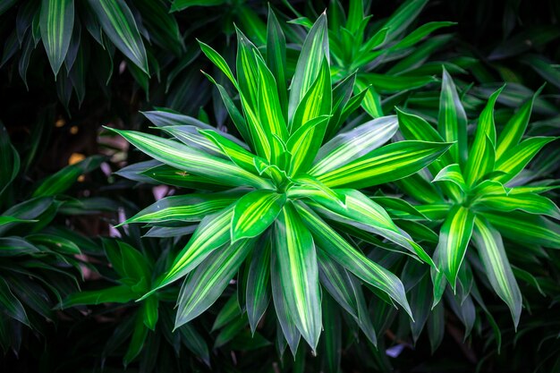 Full frame shot of leaves