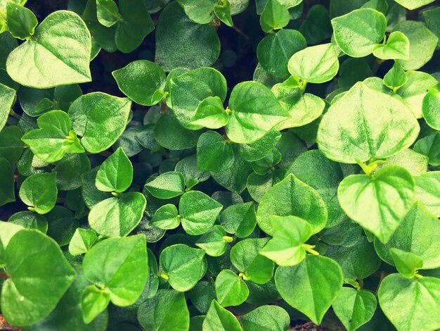 Full frame shot of leaves