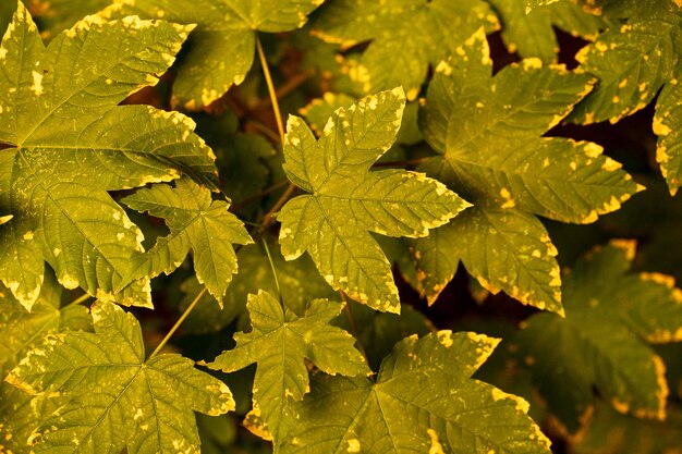 Photo full frame shot of leaves