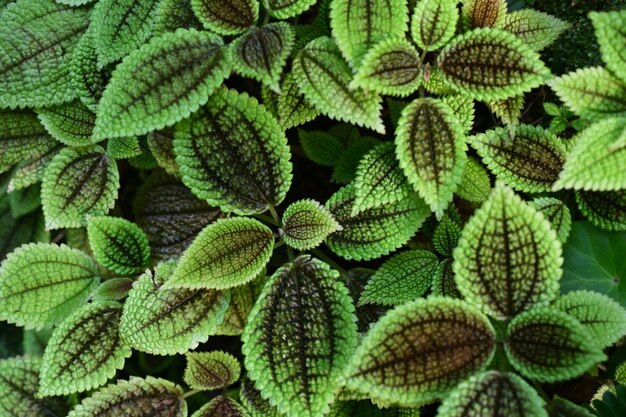 Full frame shot of leaves