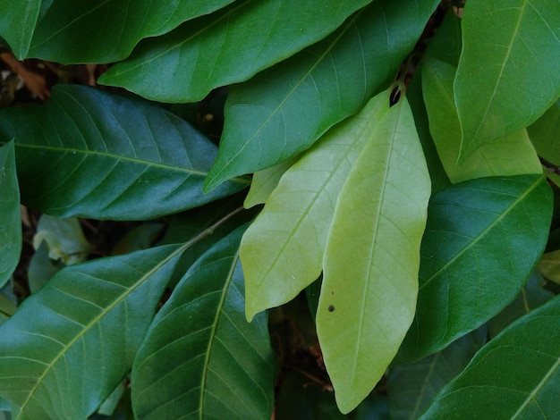 Full frame shot of leaves