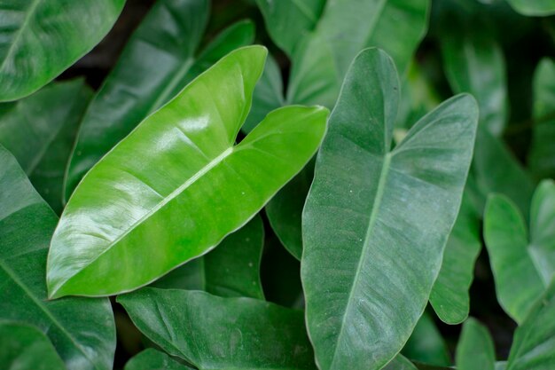 Full frame shot of leaves