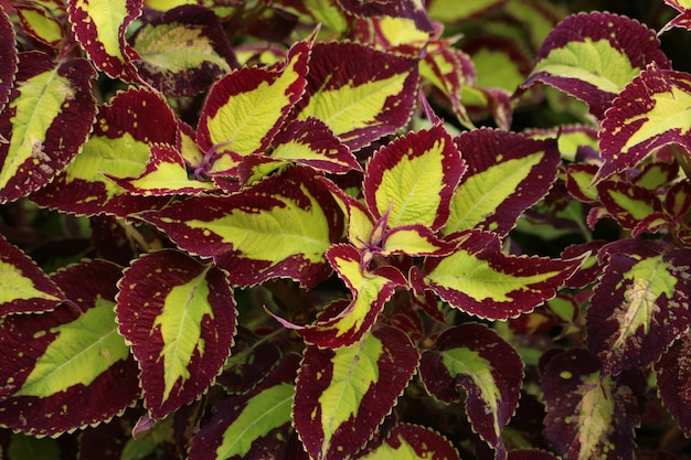 Full frame shot of leaves