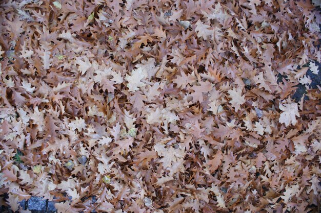 Photo full frame shot of leaves