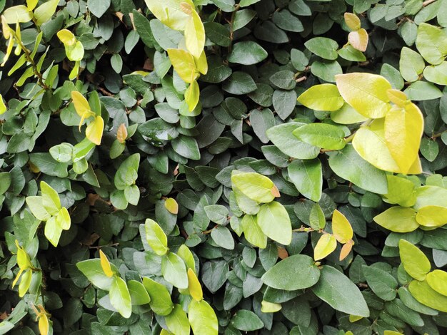 Full frame shot of leaves