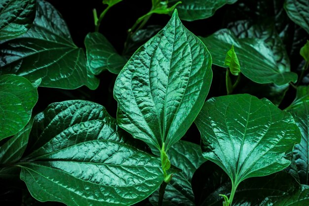 Full frame shot of leaves