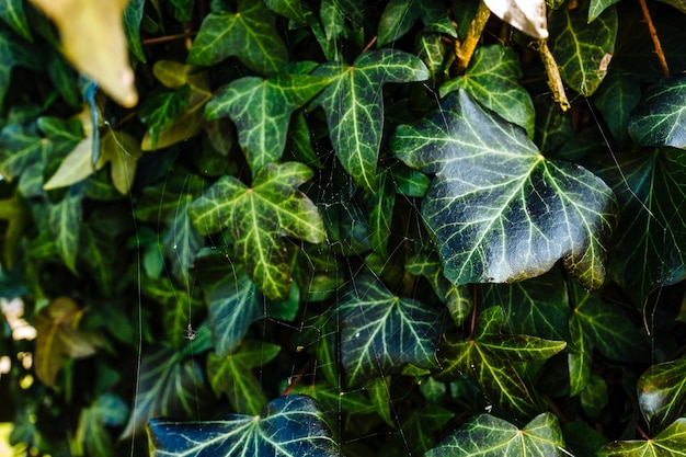 Full frame shot of leaves