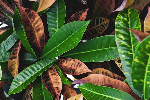 Photo full frame shot of leaves