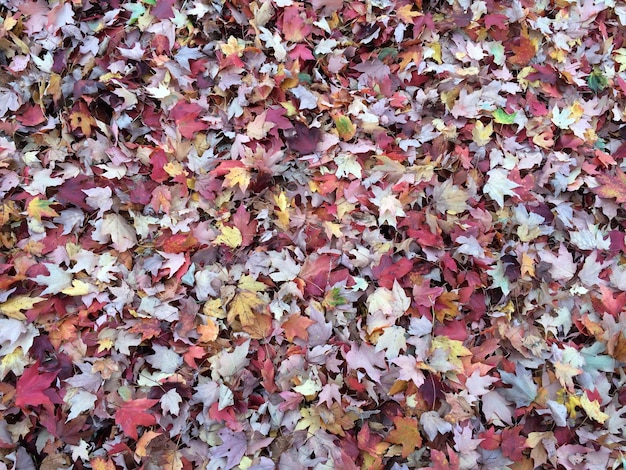 Full frame shot of leaves