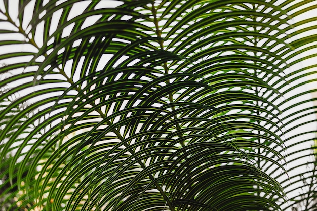 Photo full frame shot of leaves