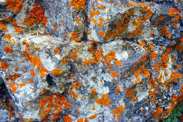 full frame shot of lichen on rock