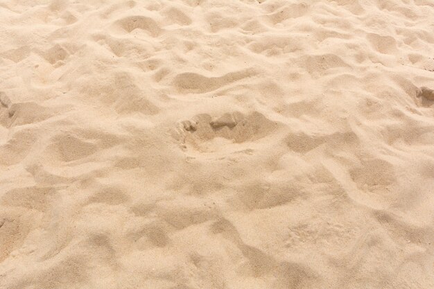 Full frame shot of lizard on sand