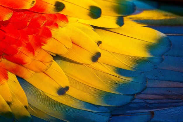 Full frame shot of macaw feather