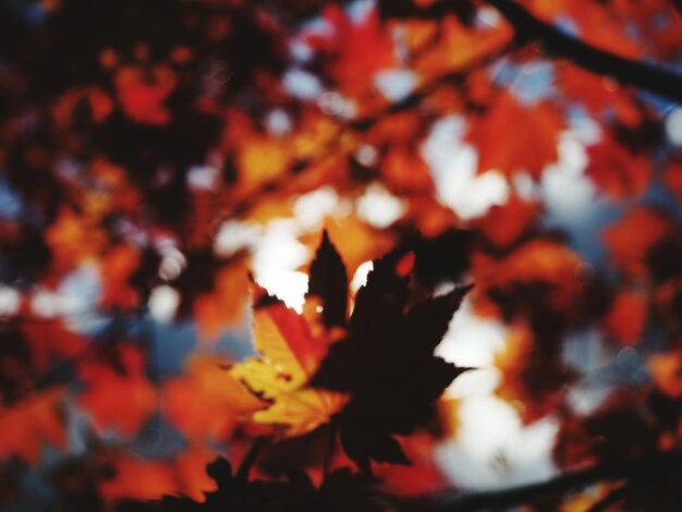 Photo full frame shot of maple leaves