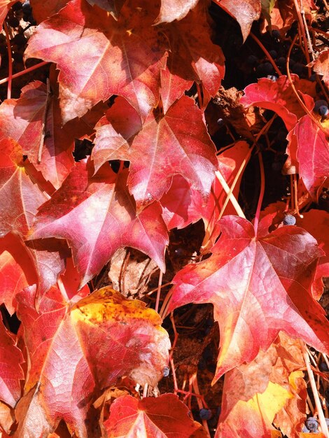 Full frame shot of maple leaves