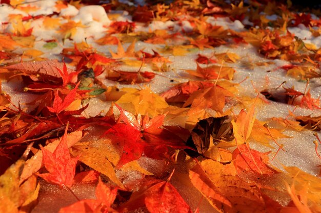 Full frame shot of maple leaves