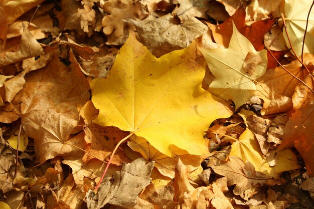 Photo full frame shot of maple leaves