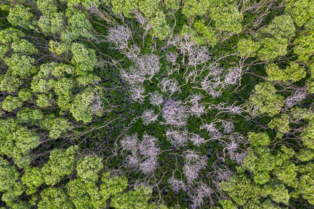 Photo full frame shot of moss covered trees in forest